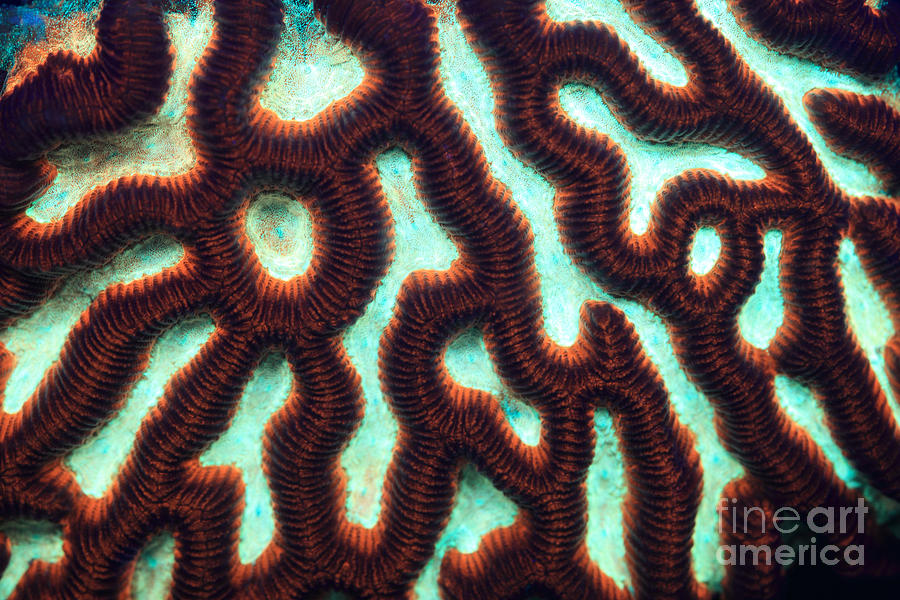 Fluorescent Brain Coral Photograph by Ted Kinsman