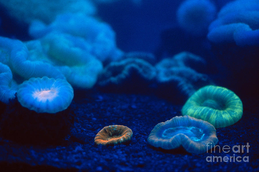 Fluorescent Corals Photograph by Kjell B Sandved and Photo Researchers