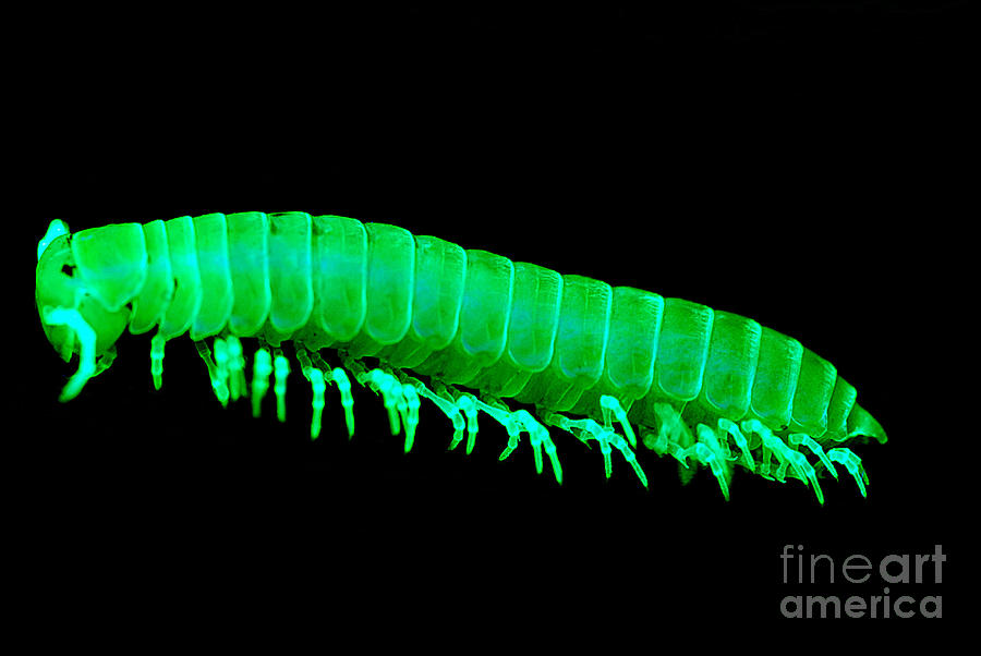 Fluorescent Millipede Photograph by Dante Fenolio
