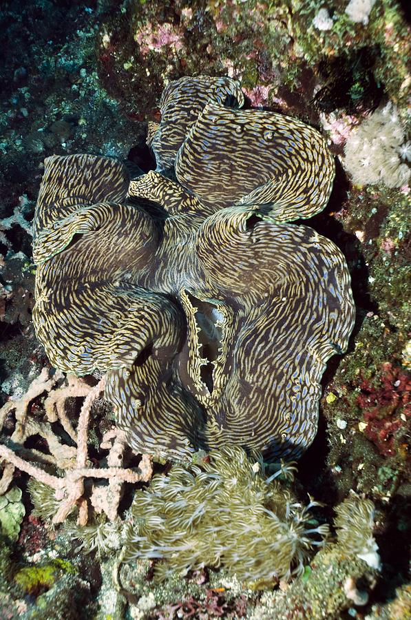 Nature Photograph - Fluted Giant Clam by Georgette Douwma