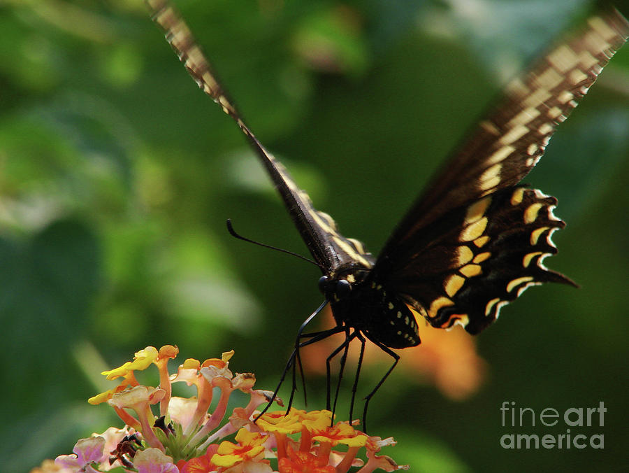 Flutter By Photograph by Mark Holbrook