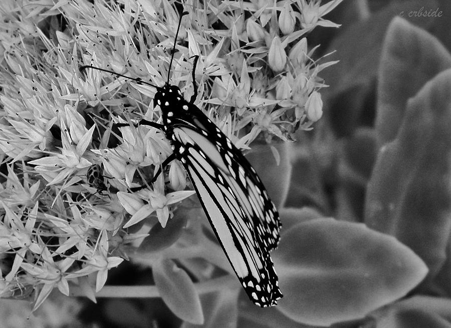 Flutter Photograph by Chris Berry