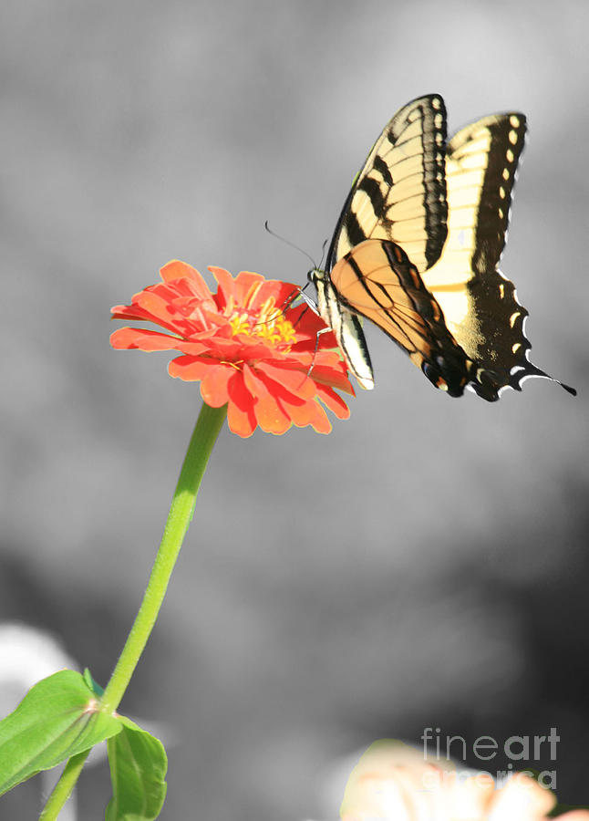 Nature Photograph - Flutterby by Patricia Molison