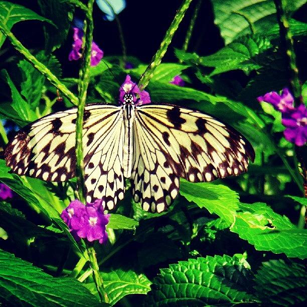Butterfly Photograph - Flutterby by Scott Freeman