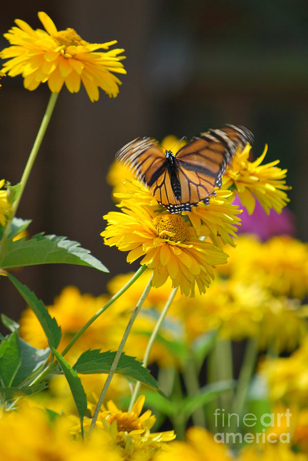 Fluttering Monarch Butterfly Photograph by Lila Fisher-Wenzel - Pixels