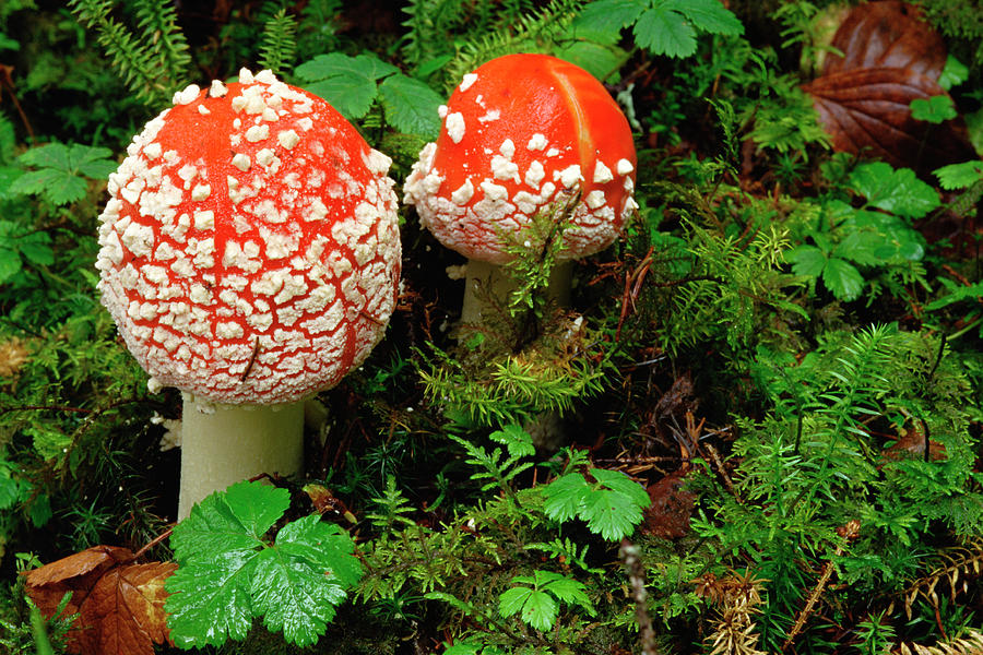 Fly Agaric Amanita Muscaria Highly Photograph by Gerry Ellis