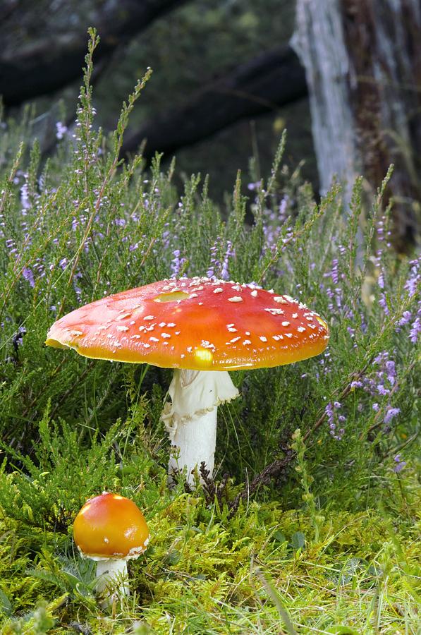 Mushroom Photograph - Fly Agaric (amanita Muscaria) Mushrooms by Duncan Shaw