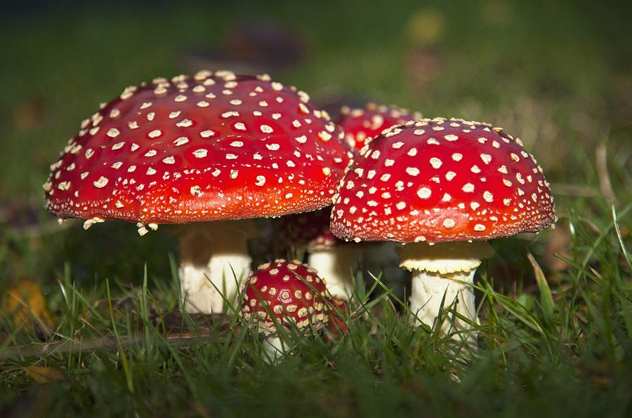 Mushroom Photograph - Fly Agaric Amanita Muscaria Mushrooms by John Short