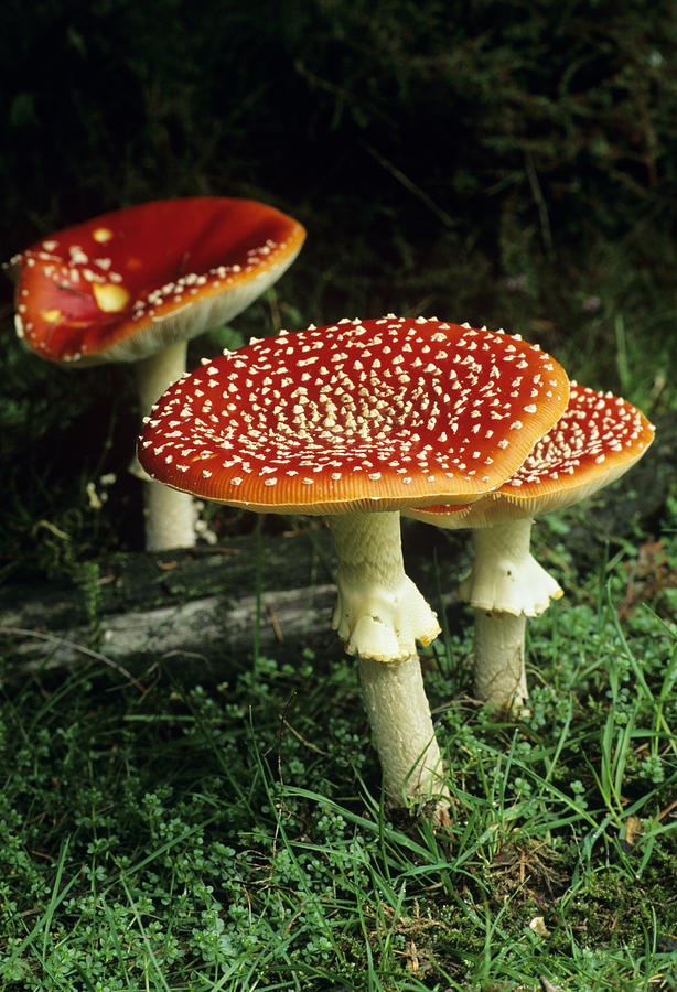 Fly Agaric Mushroom (amanita Muscaria) Photograph by David Aubrey ...