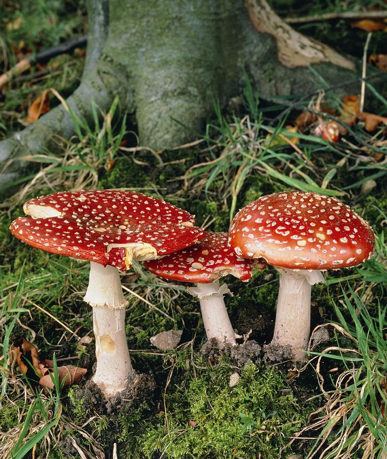 Fly Agaric Set Hand Painted Wooden Mushrooms Custom Mushroom -  in 2023