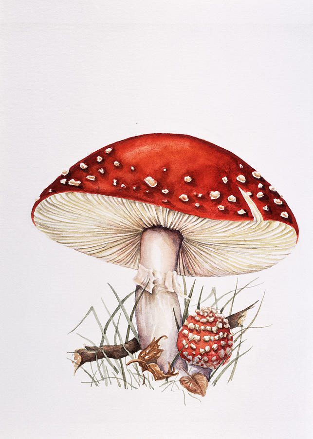 Mushroom Photograph - Fly Agaric Mushrooms by Lizzie Harper