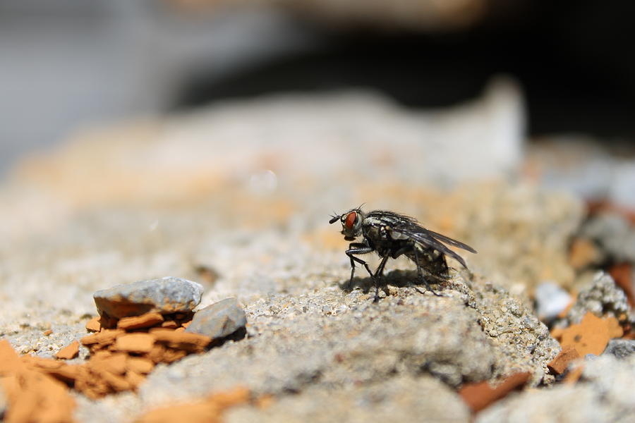 Fly Around Photograph by Mary Simons - Fine Art America