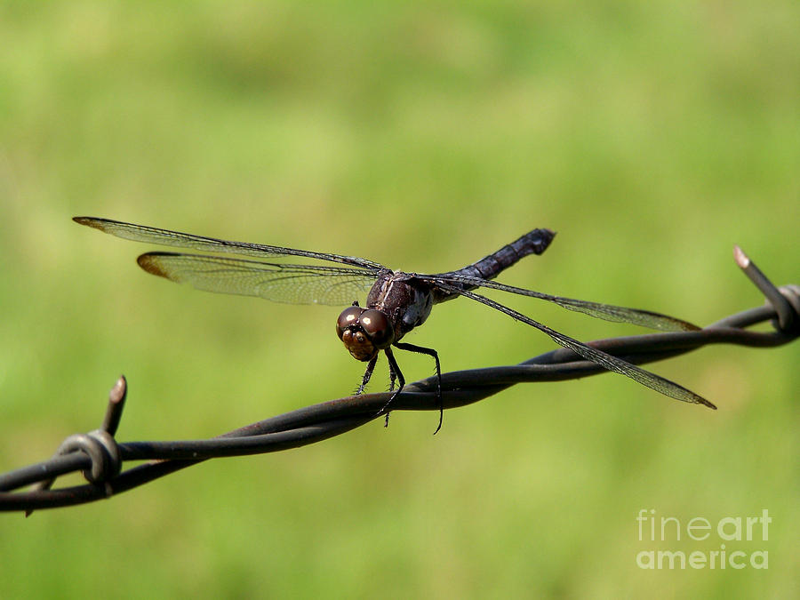 Fly Away Dragonfly Photograph by Kathy  White