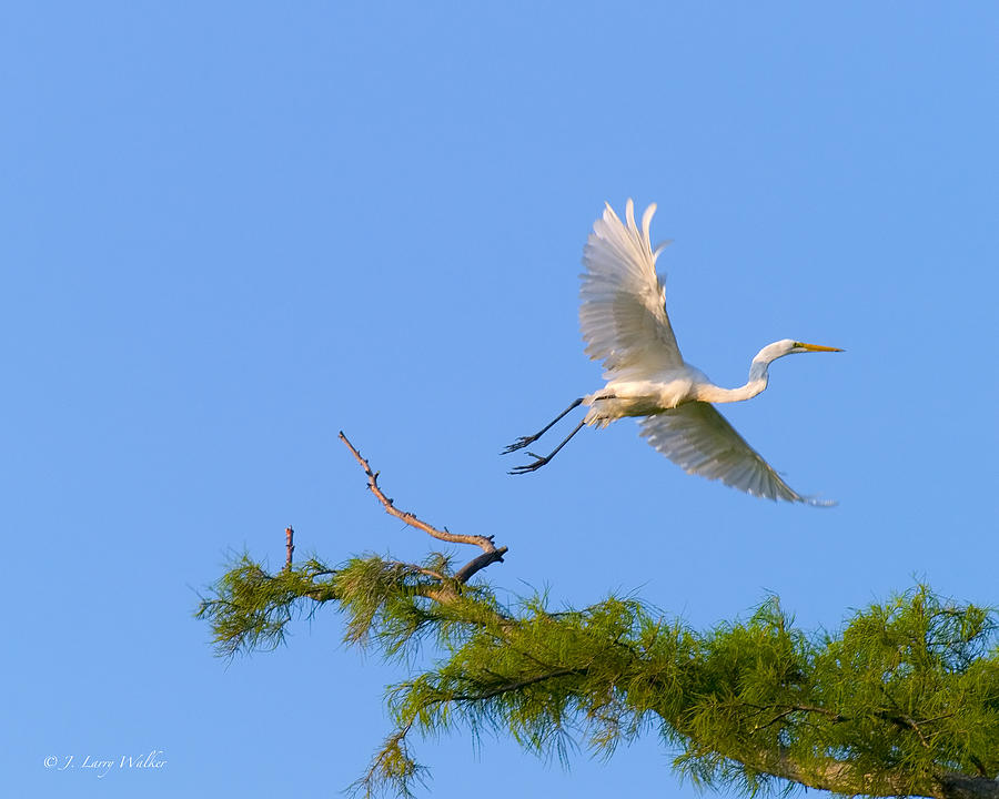 Fly Away Egret Digital Art by J Larry Walker