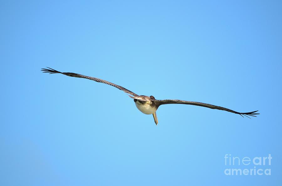 Fly Away Photograph by Lynda Dawson-Youngclaus