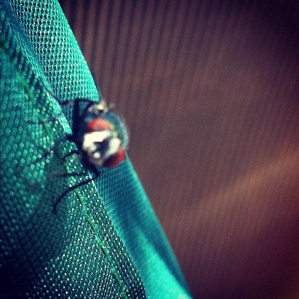 Nature Photograph - #fly #bug #flyonthewall #hdr #bigeyes by Nate Greenberg