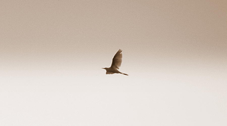 Fly Fly Away Photograph by Kim Galluzzo