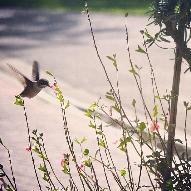 Hummingbird Photograph - Fly Hummingbird Fly by Krystle Pagkalinawan