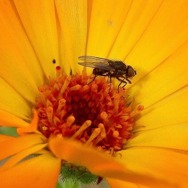 Flowers Still Life Photograph - Fly In The Studio... #webstagram by Tanya Sperling