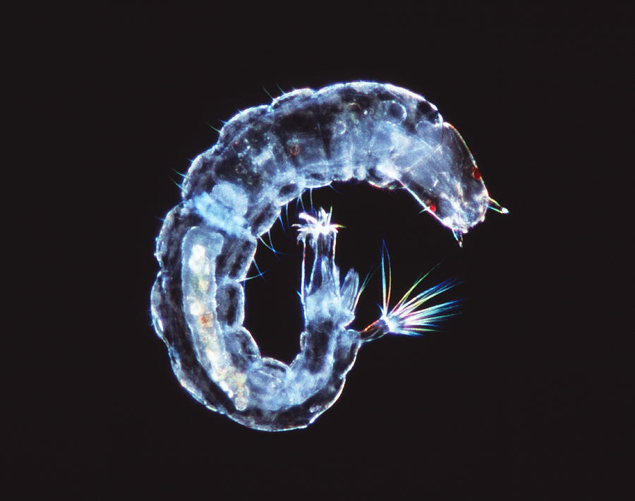 Wildlife Photograph - Fly Larva, Light Micrograph by Laguna Design