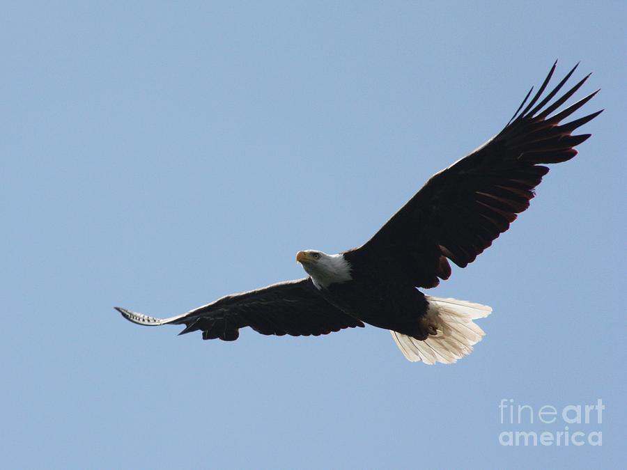 Nature Photograph - Fly Like an Eagle by Dave Knoll