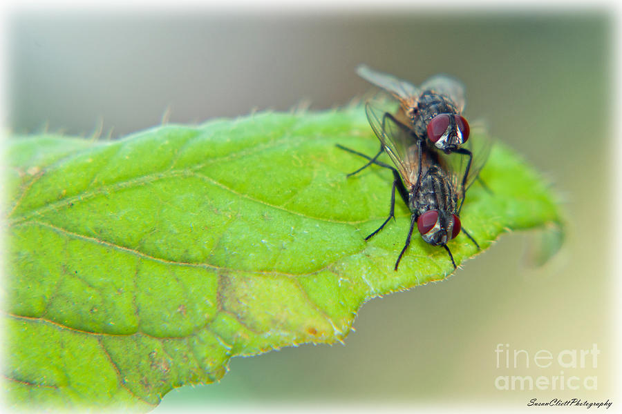 Fly Love Photograph by Susan Cliett