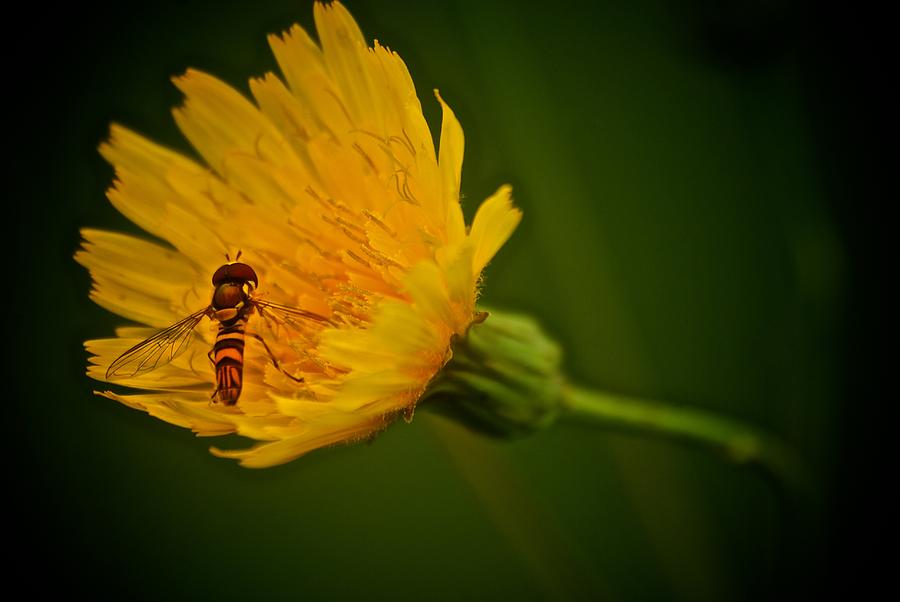 Fly On A Flower Photograph by Prince Andre Faubert