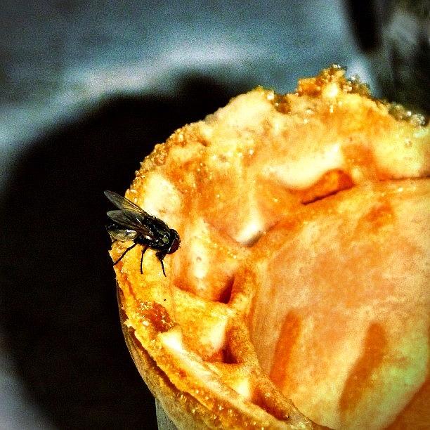 Spring Photograph - Fly On A Pie! :) #amazing #fly #bug by Bex C