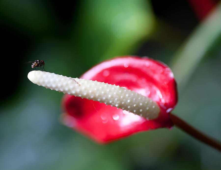 Fly on Stamen Photograph by Carole Hinding