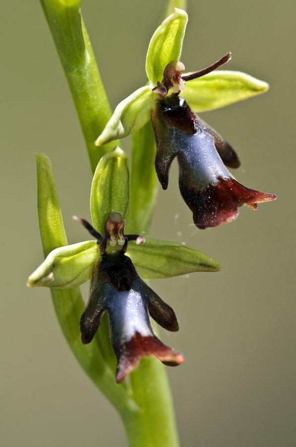 Fly Orchid (ophrys Insectifera) Photograph by Paul Harcourt Davies ...