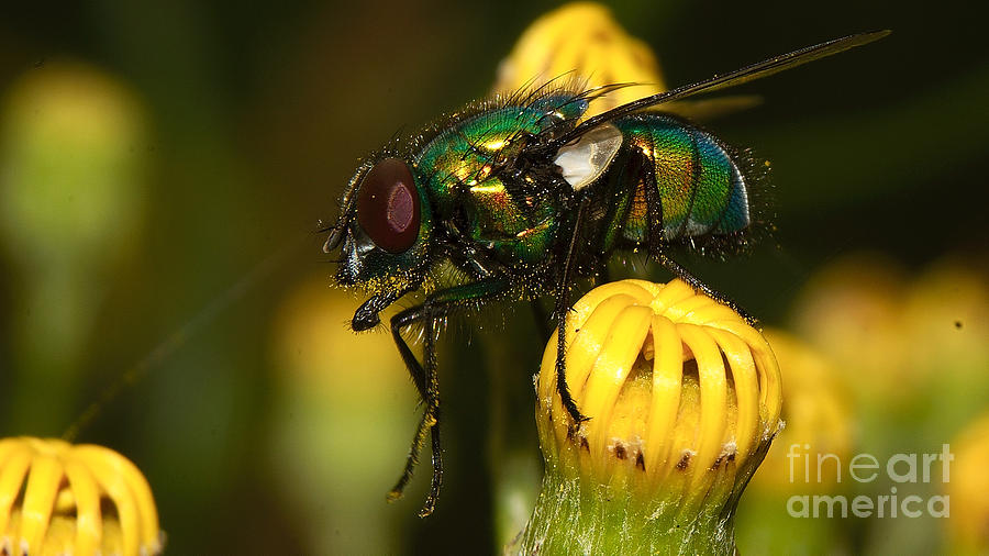 Fly pollinating Photograph by Mareko Marciniak
