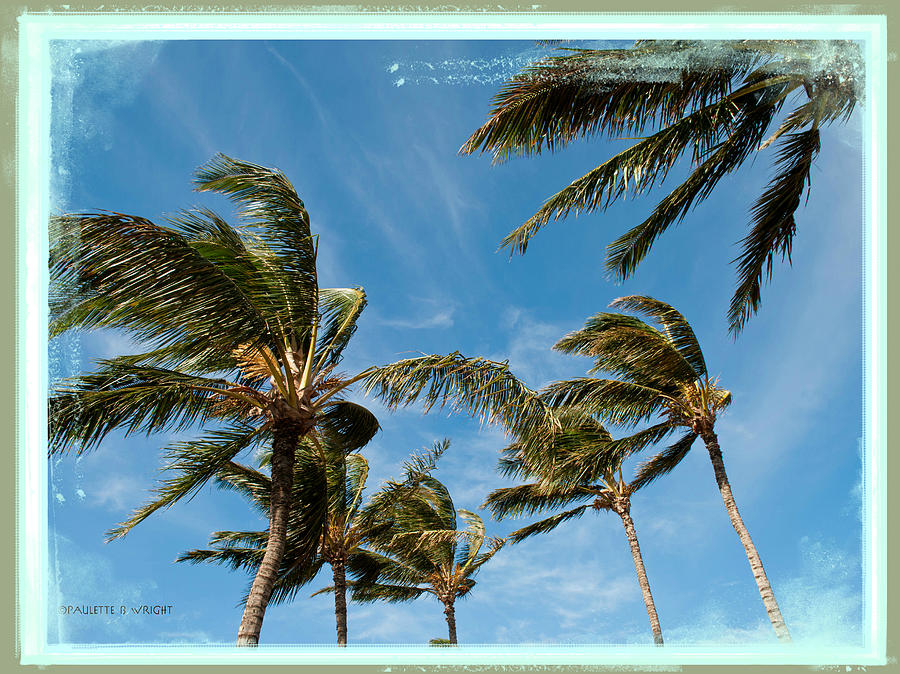Flyaway Palms Photograph by Paulette B Wright
