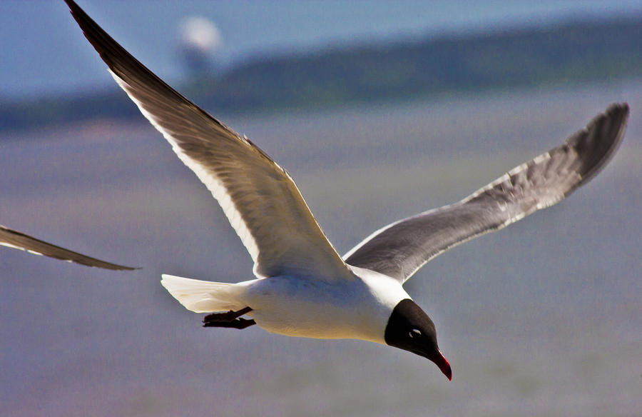 Seagull Photograph - Flyin Free by Betsy Knapp