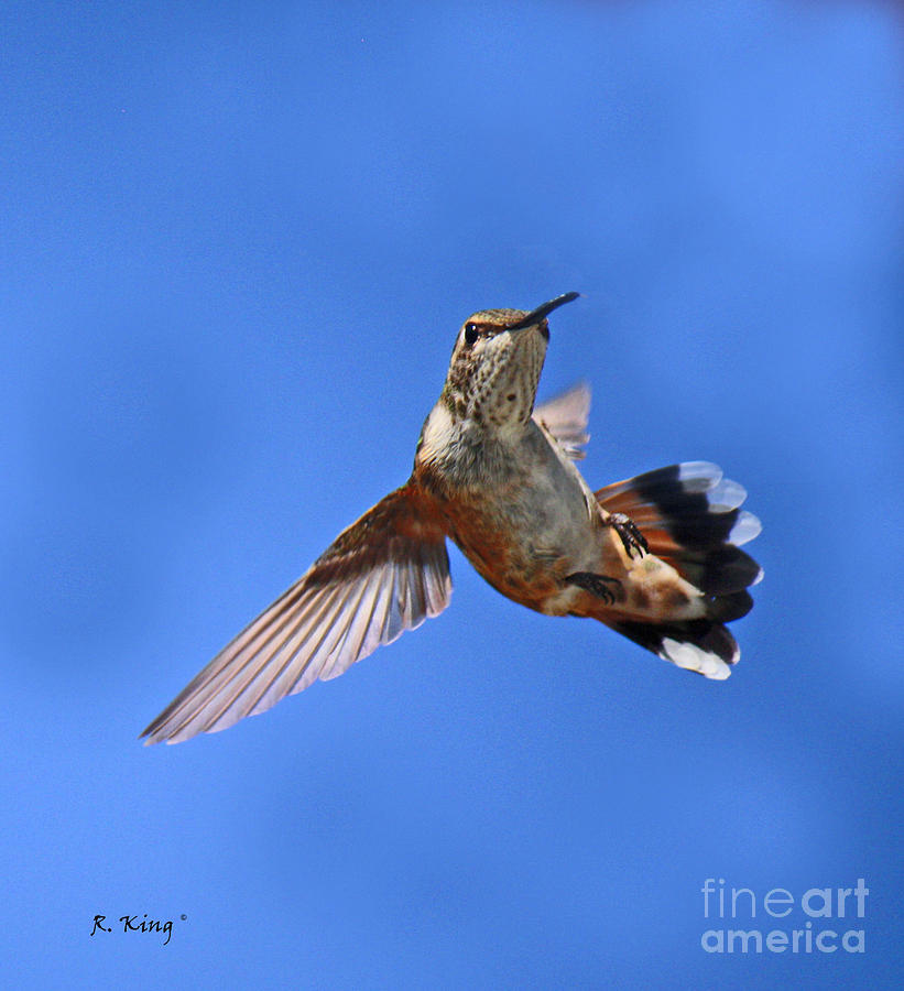 Hummingbird Photograph - Flying Backwards - No Problem by Roena King