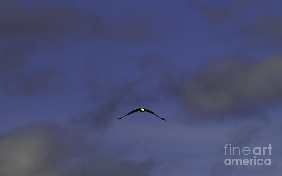 Flying Bald Eagle Photograph by Greg Jones