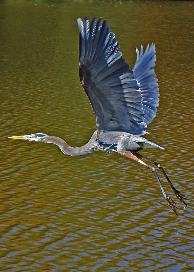 Flying Blue Heron Photograph by Sheila Kay McIntyre