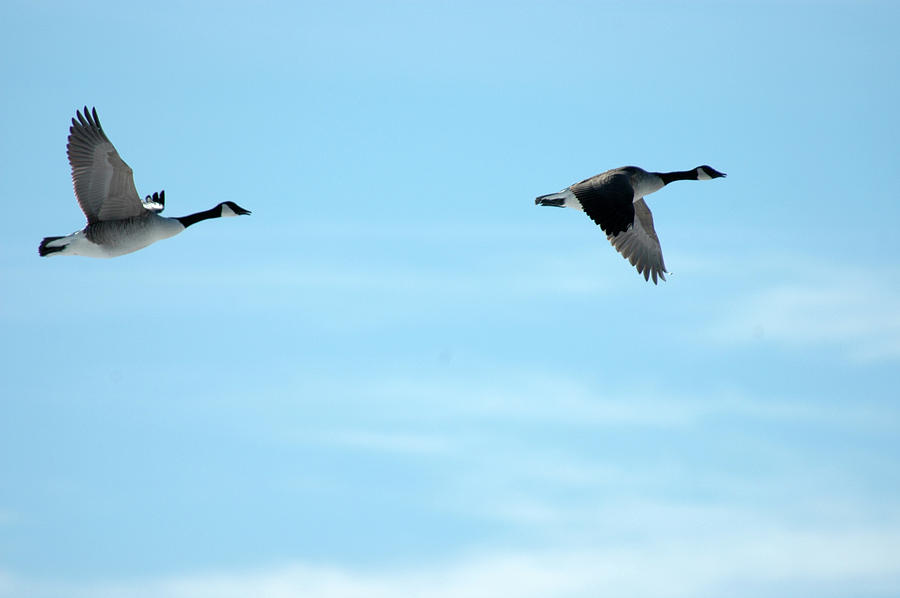 Goose Photograph - Flying Canada Geese by Rafael Figueroa