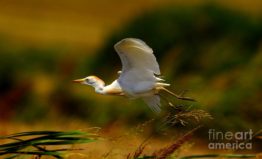 Flying Cattle Egret Photograph by Robert Frederick