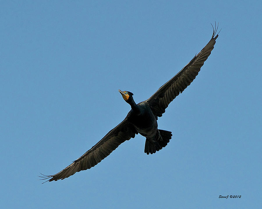 Flying Cormorant Photograph by Stephen Johnson