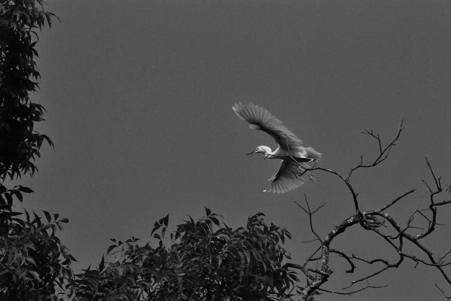 Crane Photograph - Flying Crane by Jeremiah Nichols