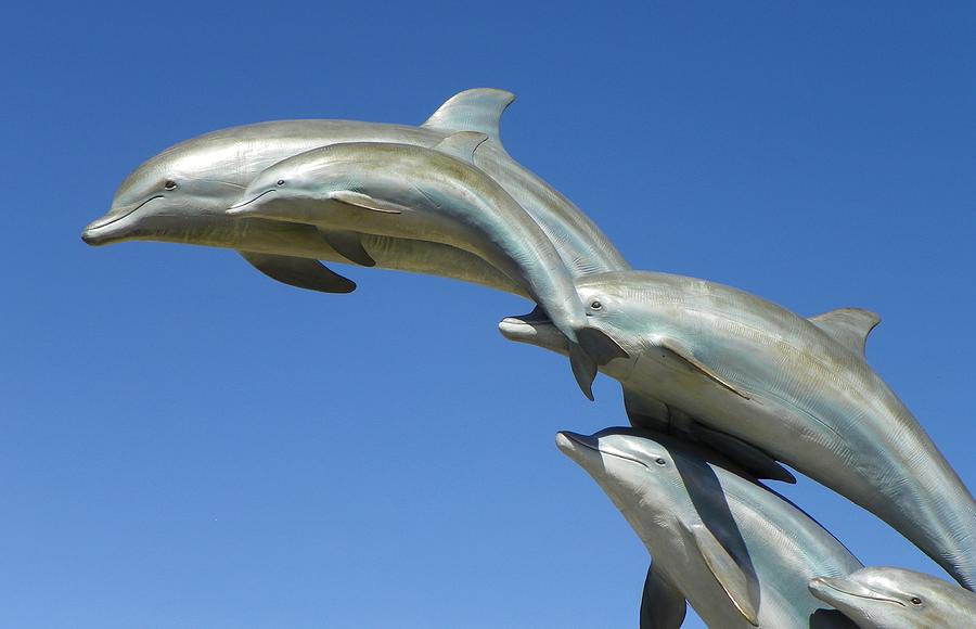 Fish Photograph - Flying dolphins by Vicky Mowrer