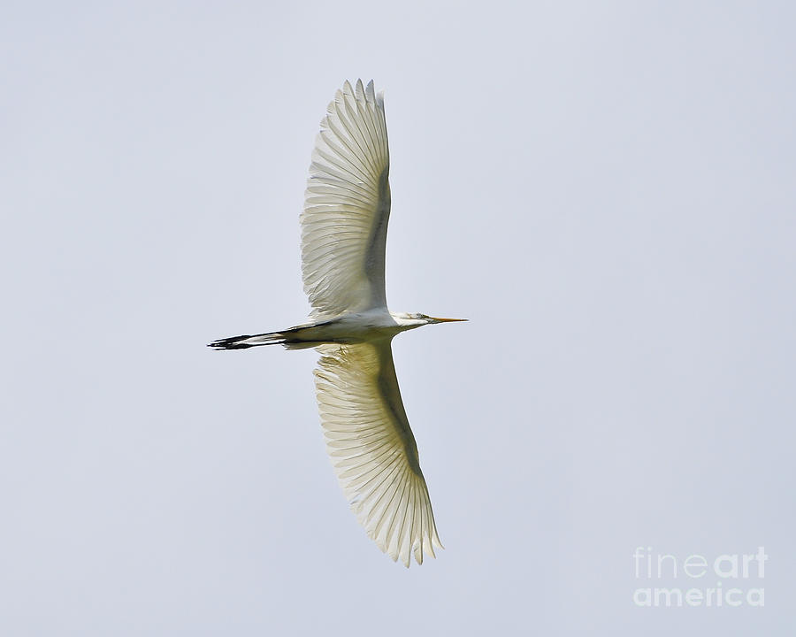 Flying Egret Photograph by Al Powell Photography USA