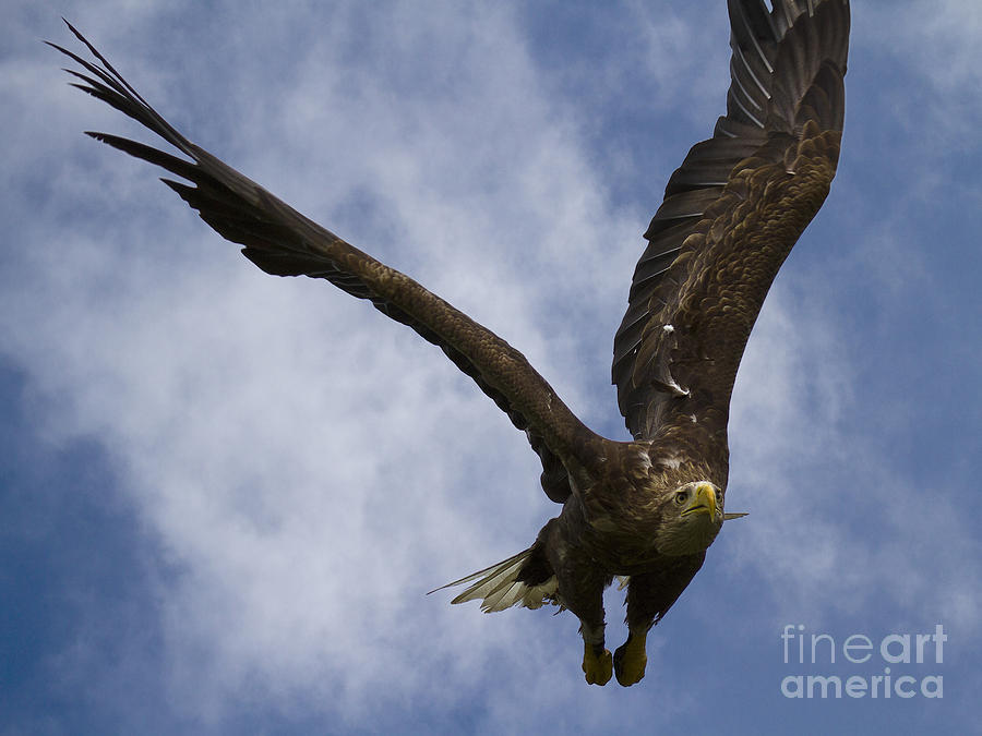 Flying European Sea Eagle I Photograph by Heiko Koehrer-Wagner