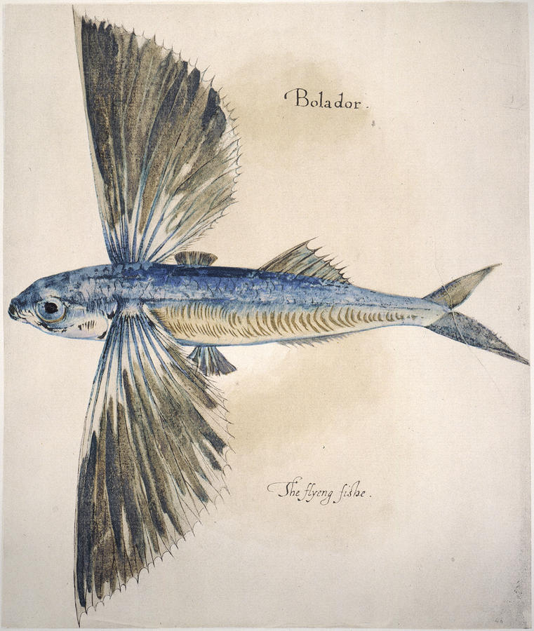 Flying-fish, 1585 Photograph by Granger