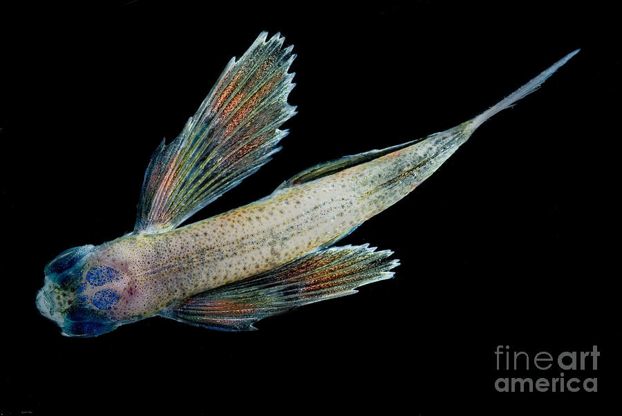Flying Fish Photograph by Dante Fenolio