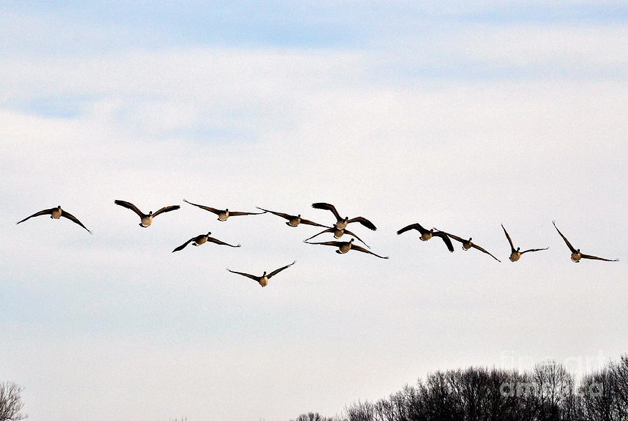 Flying Free Photograph by Dyana R - Fine Art America