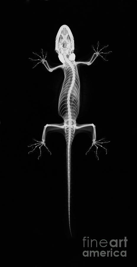 Flying Gecko X-ray Photograph by Ted Kinsman