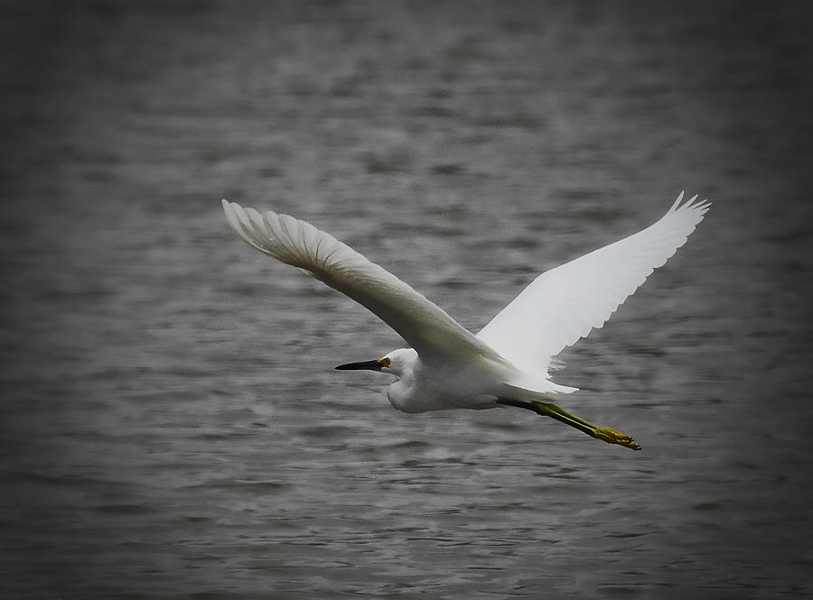Flying Great Egret  Photograph by Saija Lehtonen