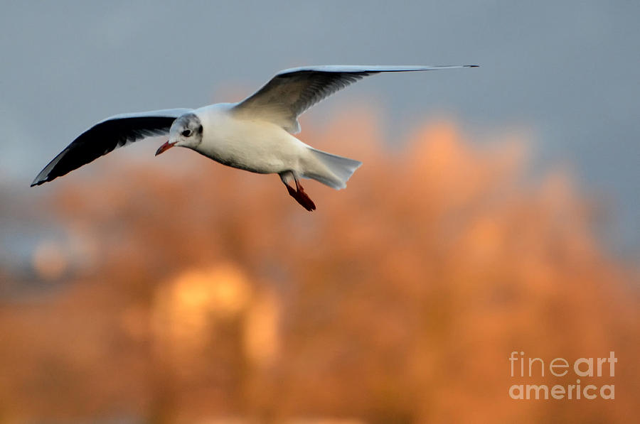 Flying gull Photograph by Mats Silvan