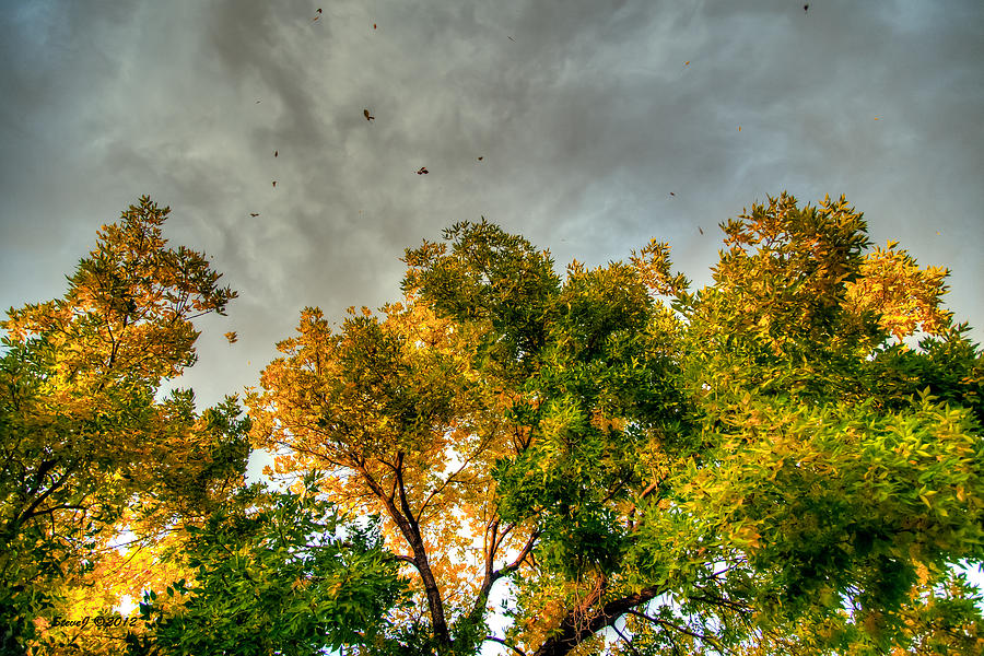 Flying Leaves Photograph by Stephen Johnson